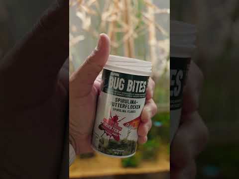 FEED THEIR INSTINCTS | Fluval Bug Bites #shorts