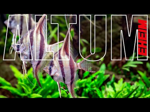 Altum Angelfish Aquarium – The King Of Planted Tanks