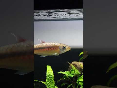 Have you ever seen this fish? (C. macrolepidotus) #shorts