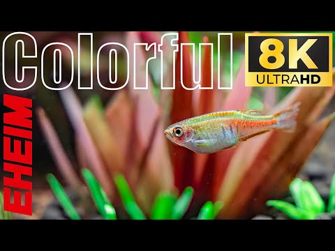 Planted Aquarium with Colorful Fish & Plants | Peaceful Aquascape | Aquarium 8K