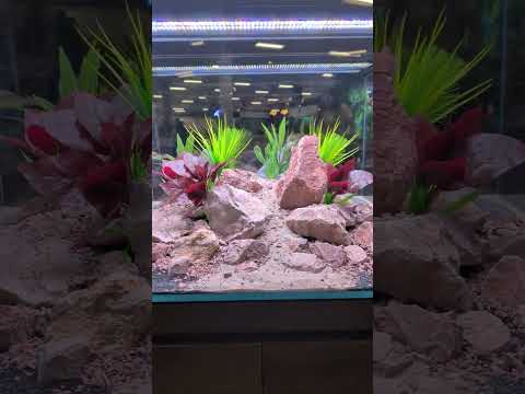 90P aquascapes at CAE2025! 😲 #shorts