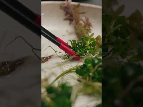 Aquascape like a pro with Fluval Plant Tools! #shorts