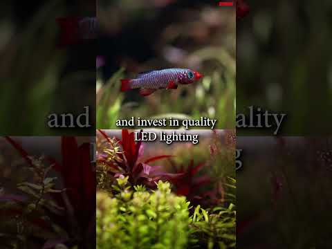 Tips For A Successful Nano Aquarium | Nano Aquarium Care | EHEIM