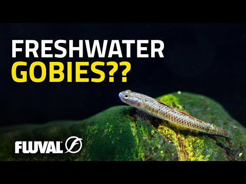 FISHKEEPING’S BEST-KEPT SECRET | Freshwater Gobies 101