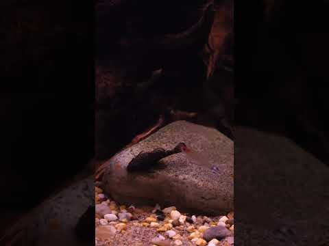 Do you keep Ancistrus in your aquariums? #shorts