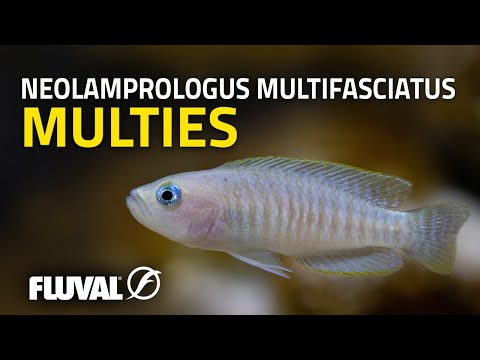 SPECIES SPOTLIGHT | Neolamprologus multifasciatus