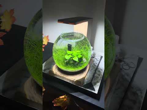 Minimalist Fluval Liv aquascape 🤩 #shorts