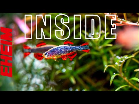 Inside the Planted Aquarium – Aquarium Plants and Nano Fish Inspiration