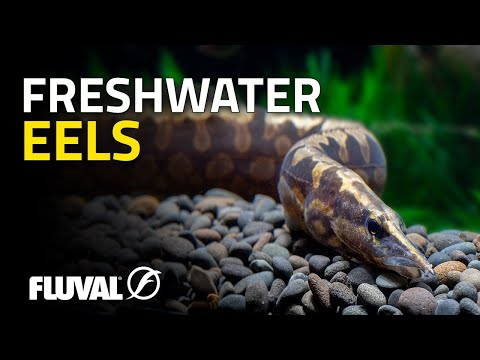 INCREDIBLE ODDBALLS | Freshwater Eels