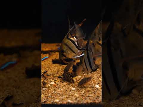 Community aquarium timelapse! 📽️ #shorts