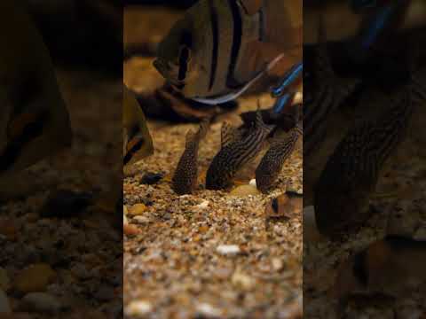 Corydoras love digging for worms! 🪱 #shorts