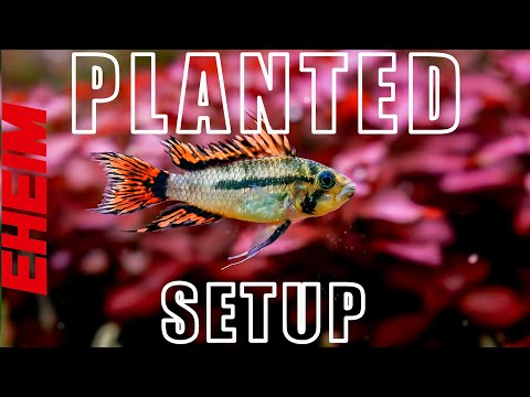 How to build a Planted Tank | Soil Only Aquascape Tutorial