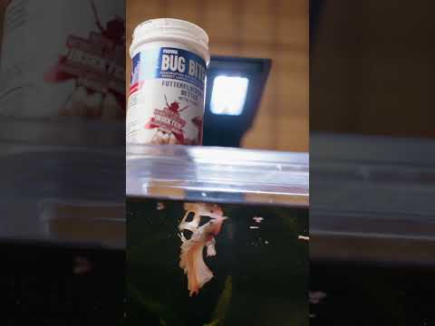 BETTER FOOD FOR BETTAS 🦟🐟 #shorts