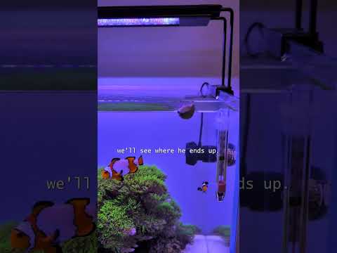 Snail on the loose! 😱🐌 #shorts