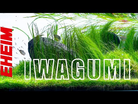 Inside An Iwagumi Aquascape | Beneath The Surface