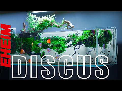The Aquarium Every Discus Keeper Dreams Of