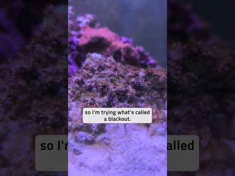 DEALING WITH DINOS 😱 (Pt. 2)