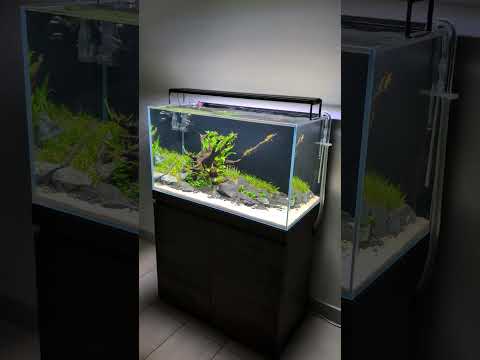 Fluval Visi-White 90P Aquascape 🌿 #shorts