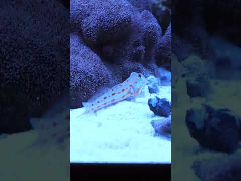 SO GOOD AND TASTY #shorts