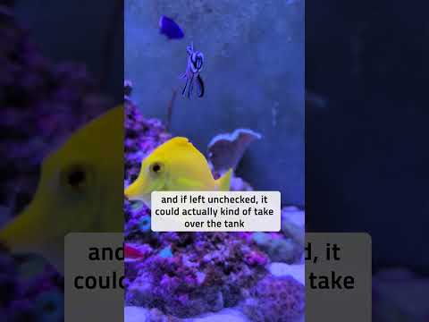 DEALING WITH DINOFLAGELLATES 😨 (Pt. 1)