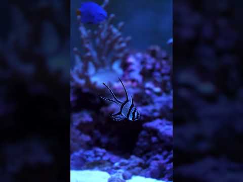 Beautiful Banggai cardinalfish! 🖤 #shorts
