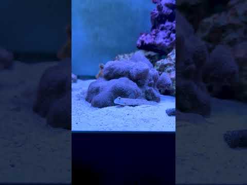 Is this the hardest working fish? 👷 #shorts