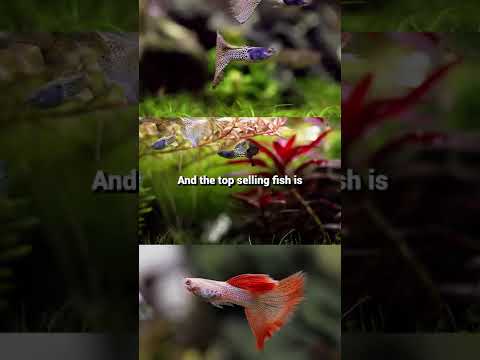 The 3 Freshwater Fish Almost Every Aquarium Starts With