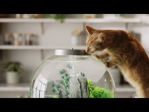Add Happy to Your Home ⎸ biOrb Aquariums