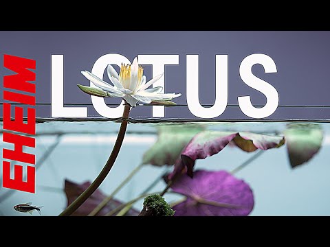 Large Planted Aquarium Aquascape Inspiration For Big Builds