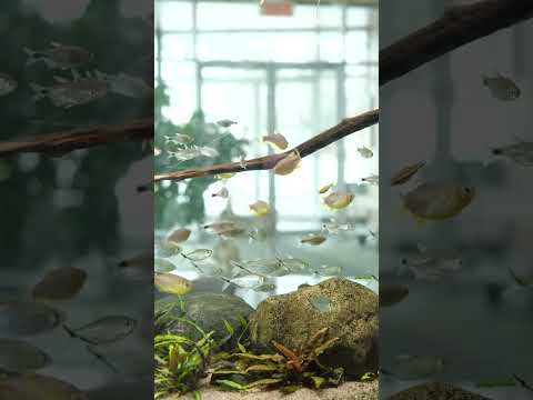 POV: you walk into the Fluval office 🐟 #shorts