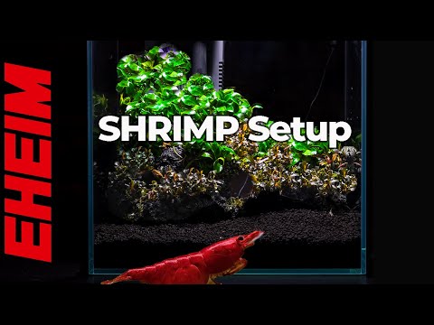 Shrimp Tank Setup With Buce And Anubias Plants, EHEIM Liberty 75