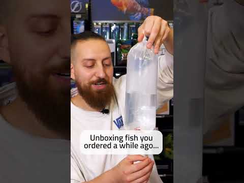 New fish unboxing! 🐠 #shorts