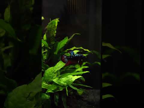 The perfect Betta tank for your desk 😍 #shorts