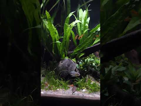 Planted Fluval Flex 15 aquarium! 🌿 #shorts