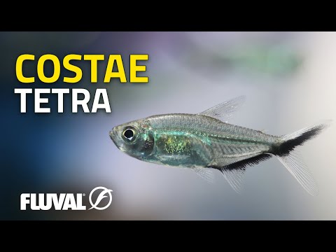 SPECIES SPOTLIGHT | Costae tetra