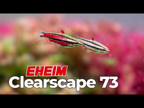 The Planted Aquarium Everyone Wants: Lush Plants, Healthy Shrimp & Fish