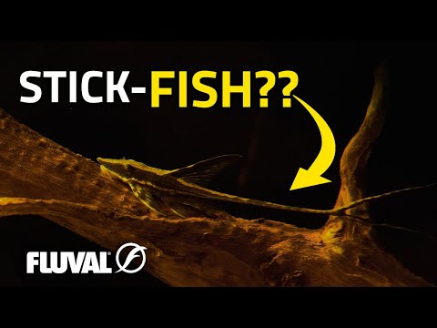 BUILT DIFFERENT | The Strange Anatomy of Whiptail Catfish