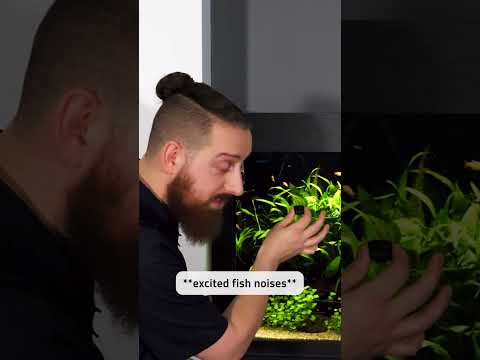 If fish could talk… they’d ask for Bug Bites! #shorts