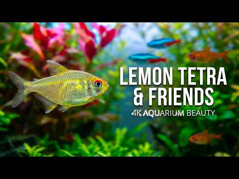 Lemon Tetra & Friends: 4K Aquarium Beauty