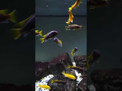 Colorful African cichlids in a Fluval aquarium! #shorts