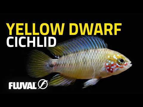 SPECIES SPOTLIGHT | Yellow dwarf cichlid