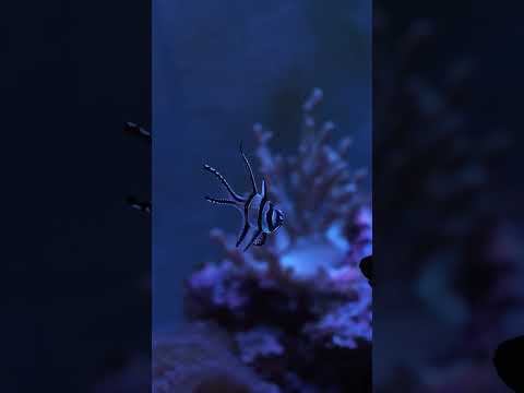 What’s your favorite saltwater fish? 🐠 #shorts