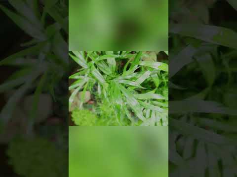 Add Harmony to Your Home  ⎸biOrb Terrariums  #biorb #terrarium  #aquascape #aquarium