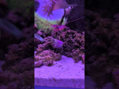 There’s all sorts of critters in this reef tank! 🦐🦀 #shorts