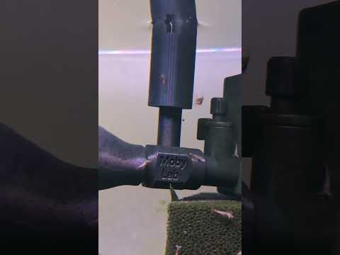 Garnelen – Karussell