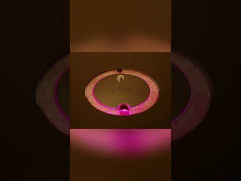 Add Bliss to Your Home ⎸biOrb Aquariums  #biorb #aquarium #fishtank #aquascape #terrarium