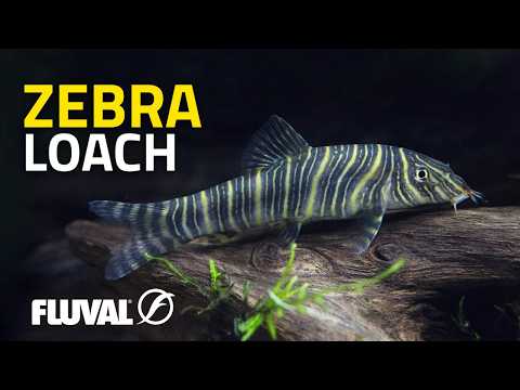 SPECIES SPOTLIGHT | Zebra loach