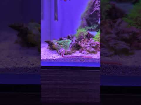 This creature is super weird! 🪱😲 #shorts