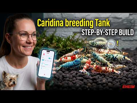 Taiwan Bee Shrimp Tank Build – Complete EHEIM System