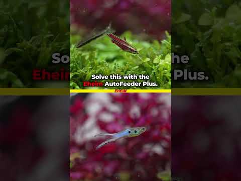 The Secret to Crystal Clear Aquarium Water!